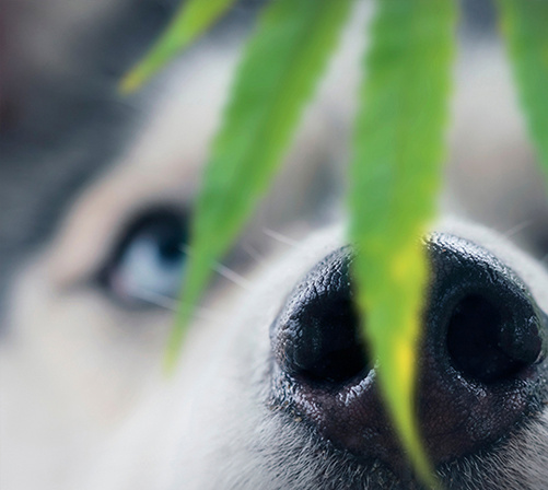 7 increíbles beneficios del Cannabis que ayudarán a tu mascota a sentirse nuevamente como un cachorro