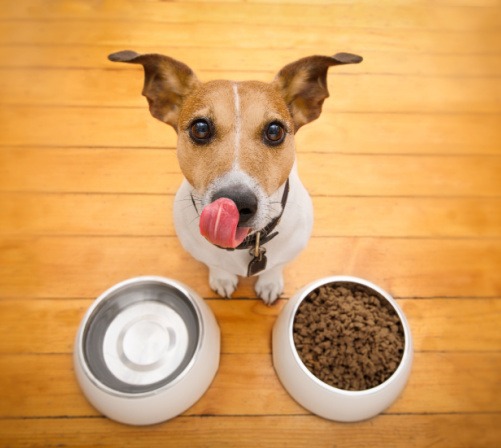 Cómo Elegir el Mejor Alimento para tu Mascota: Guía Completa